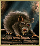 Rat