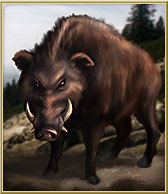 Wild Boar